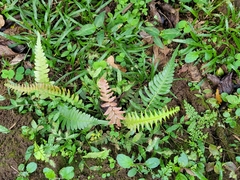 Blechnum occidentale