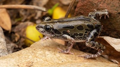 Kassina senegalensis