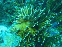 Millepora tenera