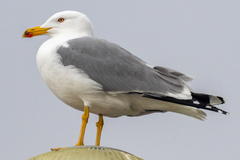 Larus michahellis