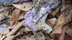 Phlebiopsis crassa