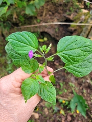 Browallia americana