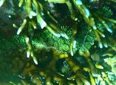 Galaxea fascicularis