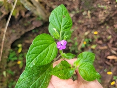 Browallia americana