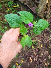 Browallia americana