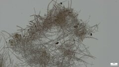 Phlebiopsis crassa