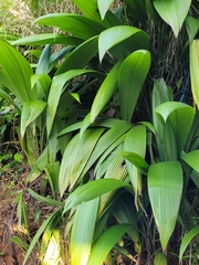 Molineria capitulata