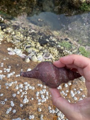 Buccinoidea