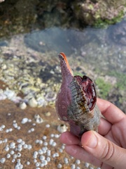 Buccinoidea