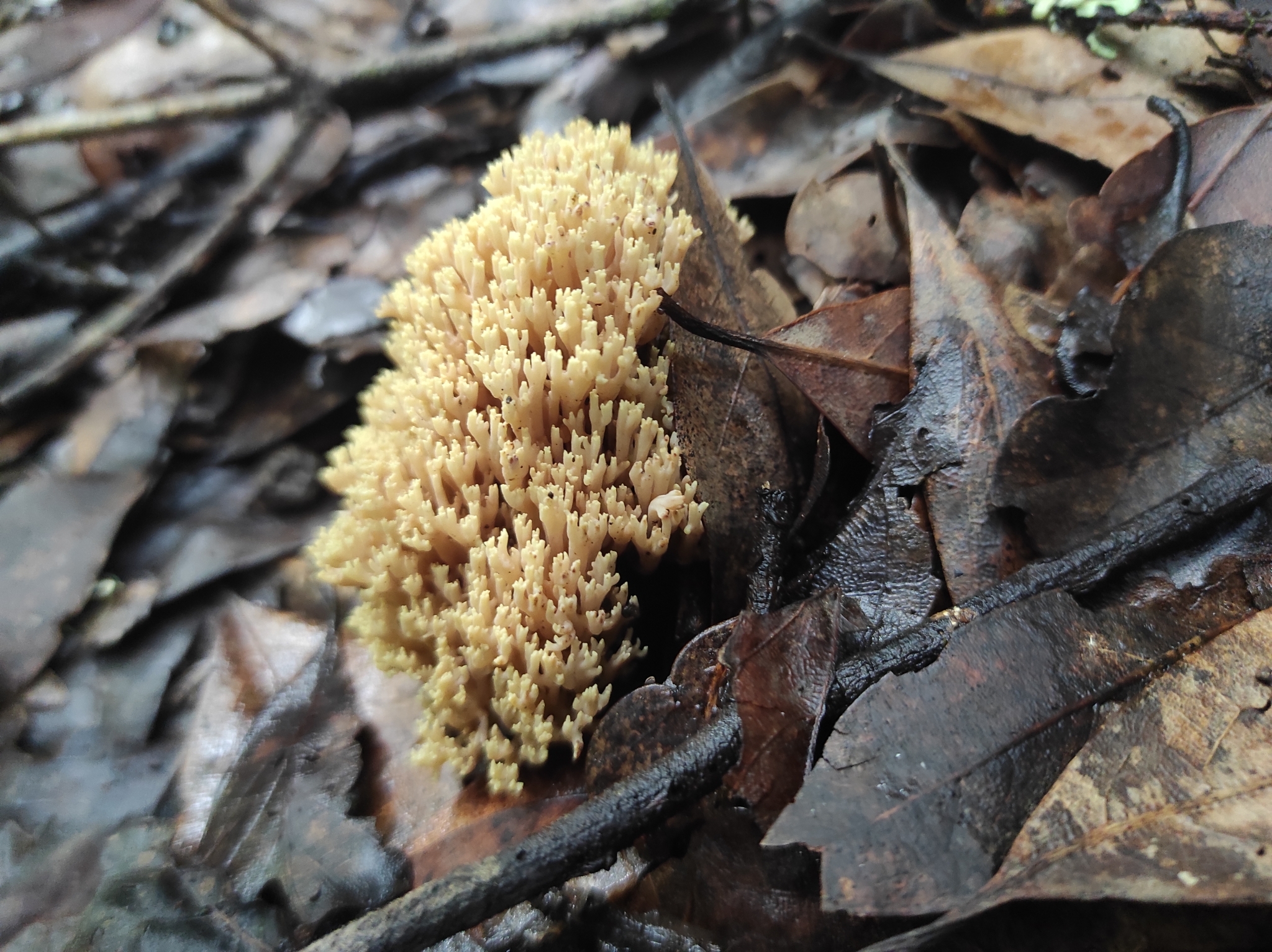 Ramaria apretada