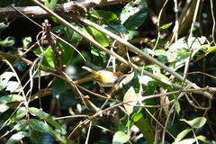 Orthotomus atrogularis