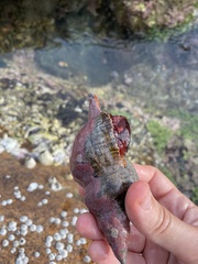 Buccinoidea
