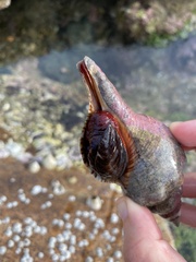Buccinoidea
