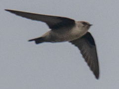 Ptyonoprogne rupestris