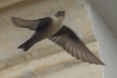 Ptyonoprogne rupestris