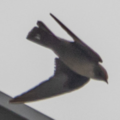 Ptyonoprogne rupestris