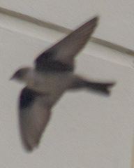 Ptyonoprogne rupestris