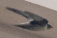 Ptyonoprogne rupestris