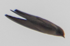 Ptyonoprogne rupestris