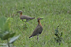 Cursorius coromandelicus