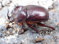 Phyllognathus excavatus