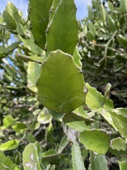 Euphorbia antiquorum