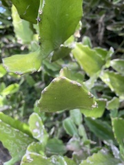 Euphorbia antiquorum