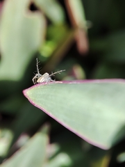 Oxyopes macilentus