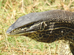 Varanus panoptes