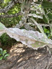 Euphorbia antiquorum