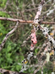 Marchandiomyces corallinus
