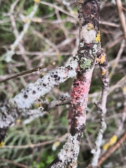Marchandiomyces corallinus