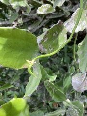 Euphorbia antiquorum