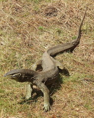 Varanus panoptes