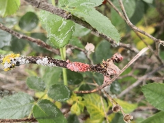 Marchandiomyces corallinus