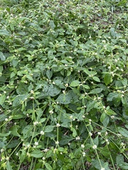 Alternanthera bettzickiana