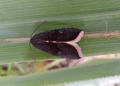 Micrathetis canifimbria