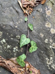 Hedera rhombea