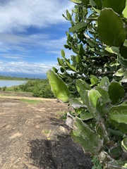 Euphorbia antiquorum