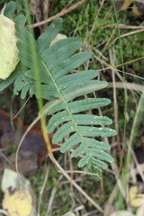 Polypodium vulgare