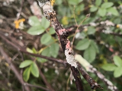 Marchandiomyces corallinus