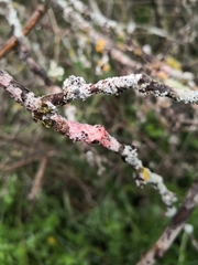 Marchandiomyces corallinus