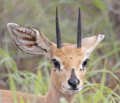 Raphicerus campestris