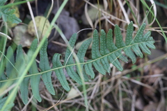 Polypodium vulgare