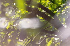 Streptopelia orientalis