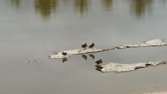 Anas bahamensis galapagensis