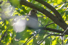 Streptopelia orientalis
