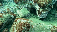 Serranus atricauda