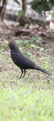 Turdus mandarinus