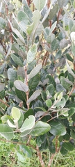 Feijoa